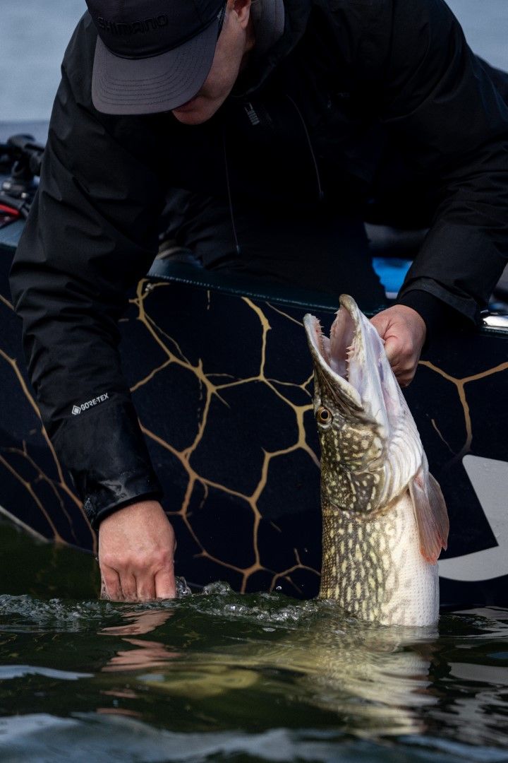 Snoek in het water